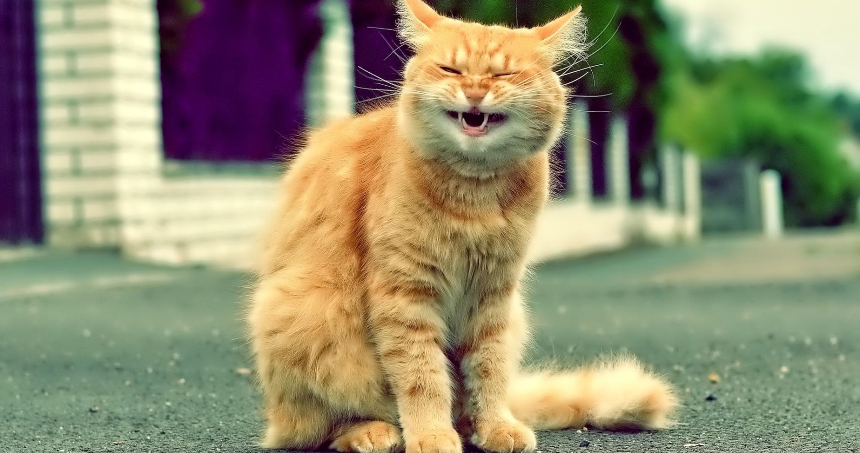 Рыжий кот улыбается