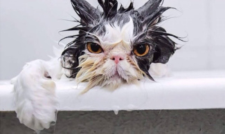 сердитый мокрый кот