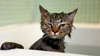 Кот моется в ванне