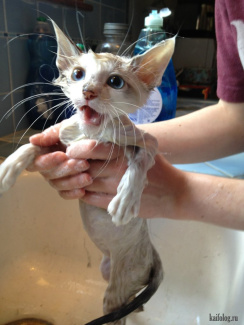Кот возмущается во время мытья