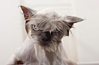 Сердитый мокрый кот