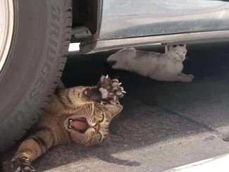 Кот под автомобильным колесом