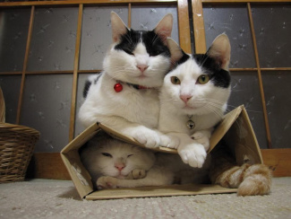 Коты придавили кота в коробке