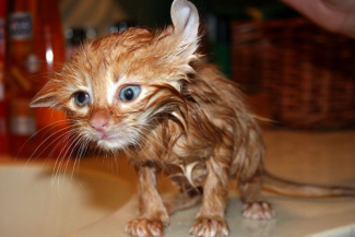Забавный мокрый котенок.