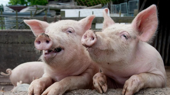 Деревенские свиньи