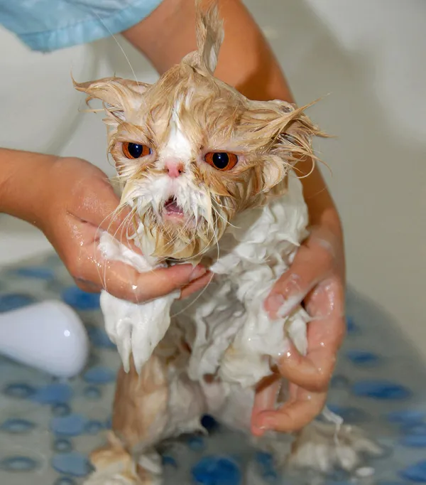 Несчастный мокрый кот