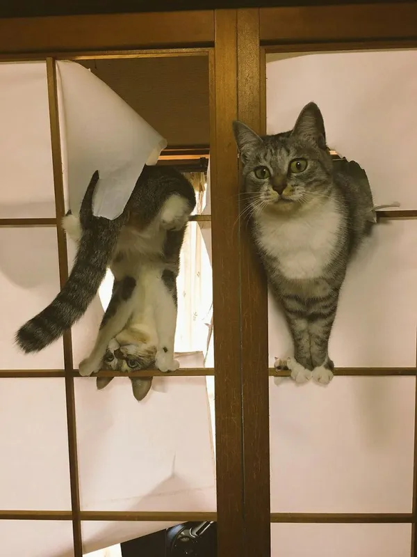 Коты разодрали бумажную дверь