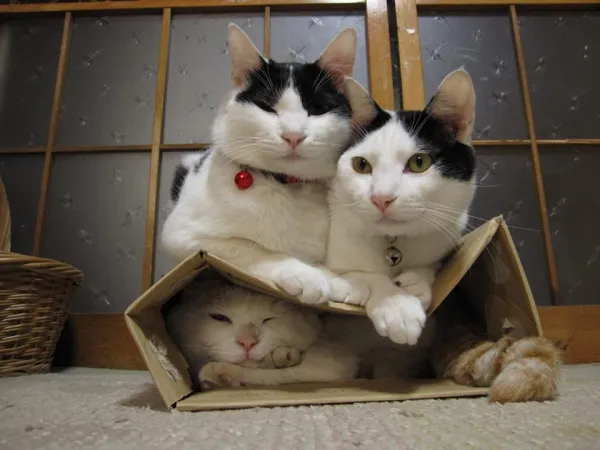 Коты придавили кота в коробке