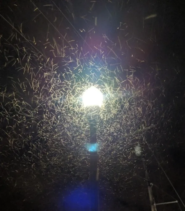 Рой насекомых у фонаря