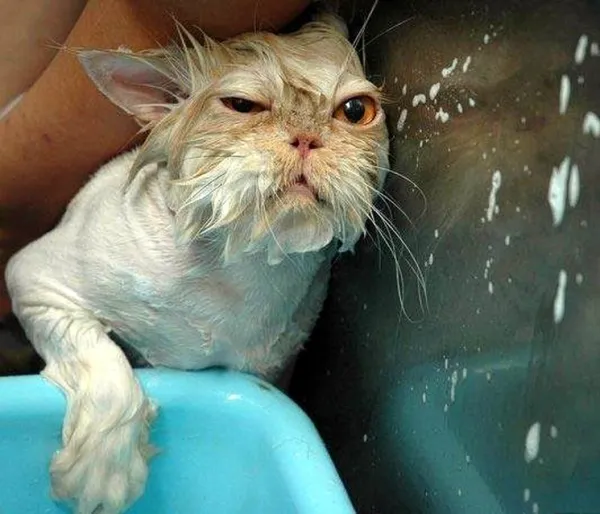 мокрый котейка
