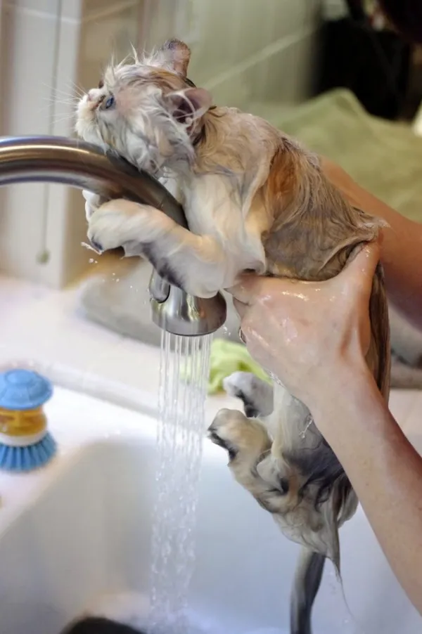 Кот не желающий мыться.